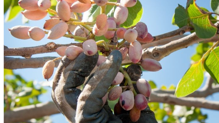 پسته فیض آباد: گنج سبز ایران