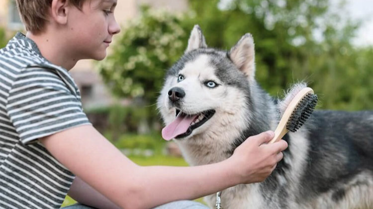 دلایل ریزش موی سگ و راه‌های درمان آن