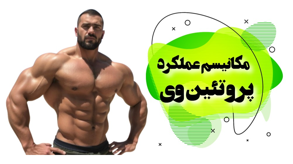 مکانیزم عملکرد پروتئین وی