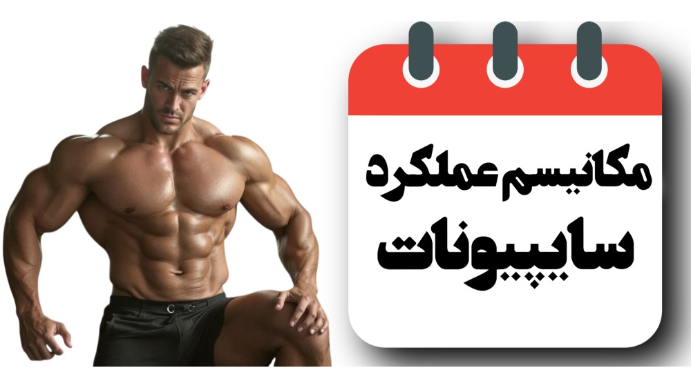 مکانیسم عملکرد تستوسترون سایپیونات