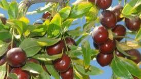 عناب، خنک کننده طبیعی