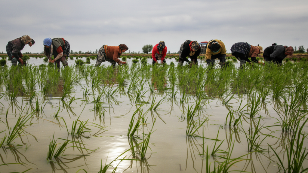 تفاوت برنج گیلان و مازندران | کدوم بهتره؟