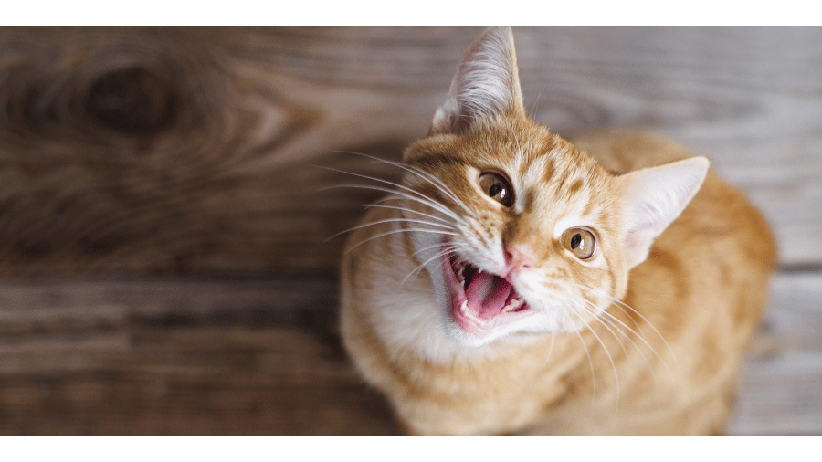 5 حقیقت جالب درباره ی گربه های نارنجی