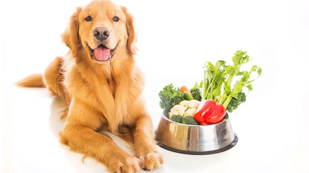 انتخاب بهترین نوع غذا برای سگ‌ها: راهنمای کامل