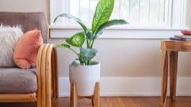 راهنمای نگهداری، تکثیر و رفع مشکلات دیفن باخیا