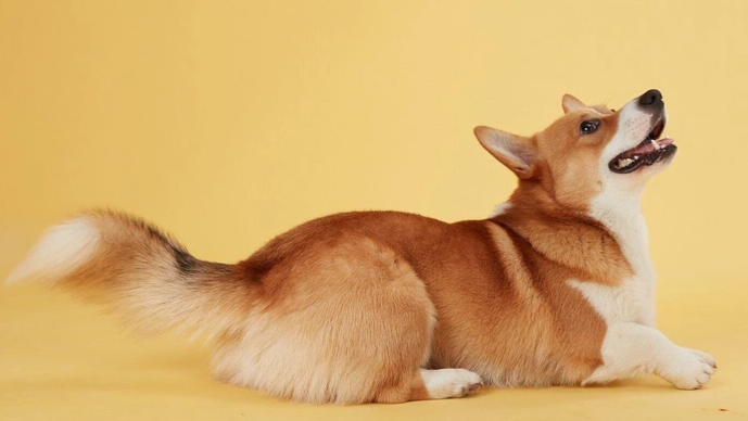 دم تکان دادن سگ نشانه چیست؟