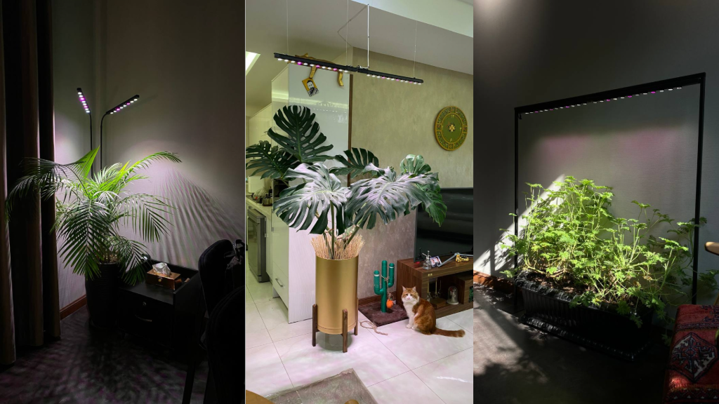 نور رشد گیاه چیست و چه زمانی لازم است؟