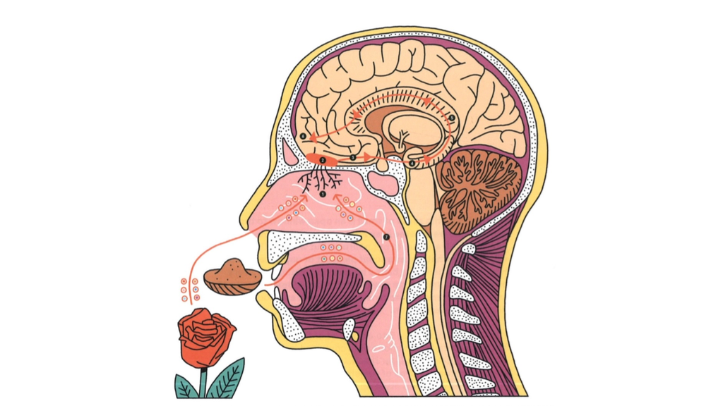 مکانیسم بویایی