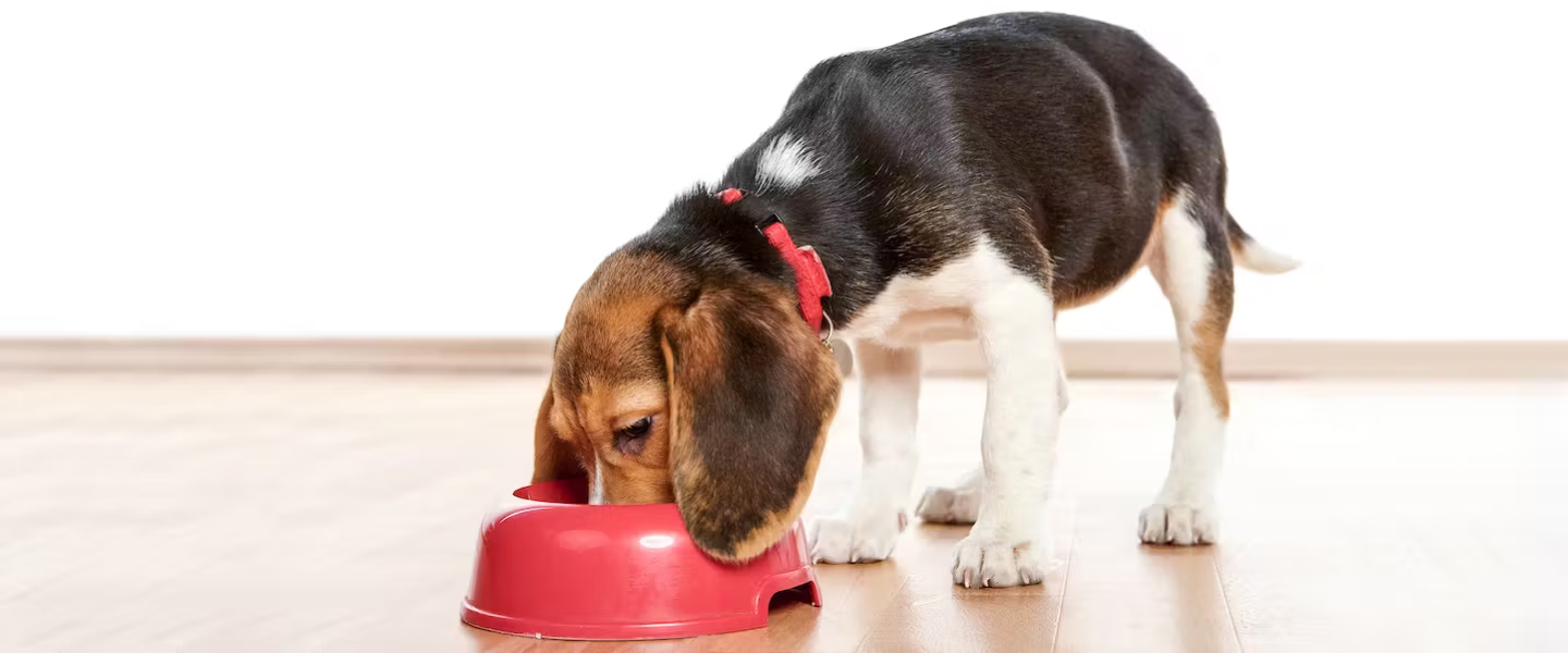 نقد و بررسی محصول: غذای خشک سگ رویال کنین