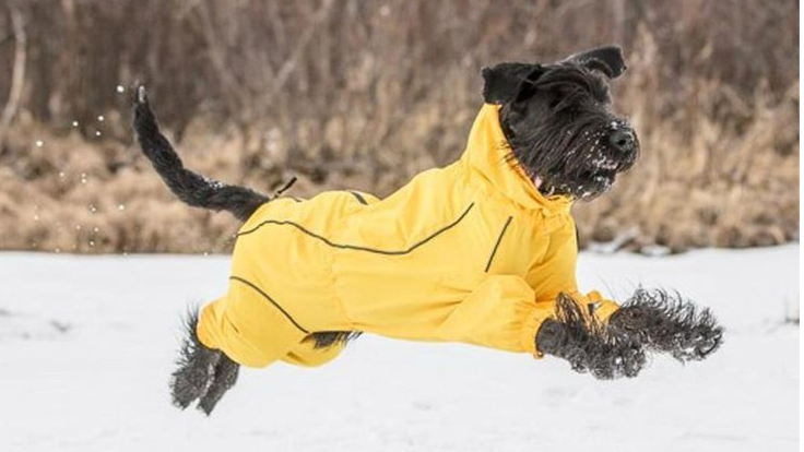 لباس سگ کاربردی؛ محافظت واقعی از سلامت پت