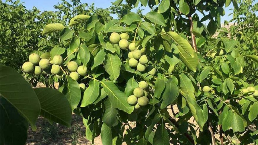 نکات مهم در خرید نهال گردو