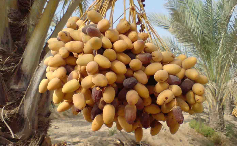 خارک بوشهر