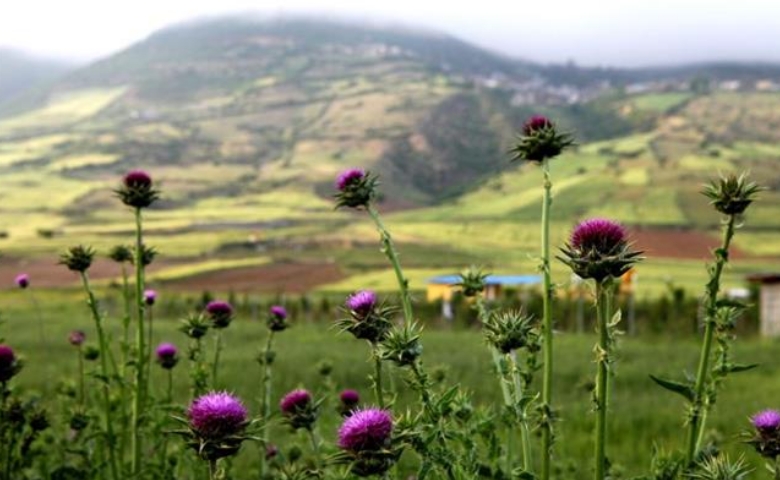 پوشش گیاهی آلاشت