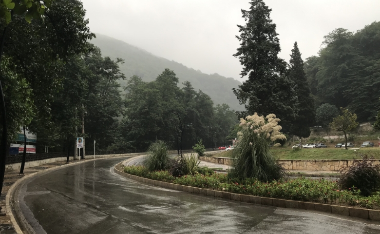 جنگل ناهارخوران در تابستان