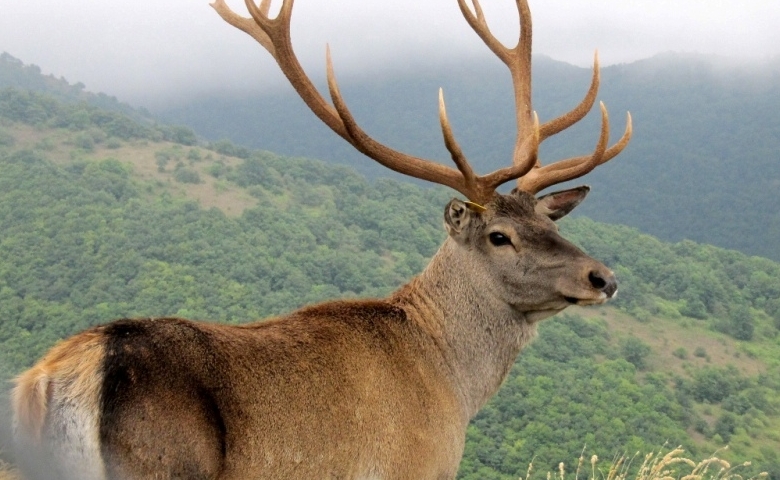 منطقه شکار ممنوع دیلمان