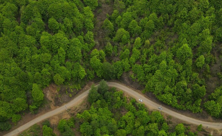 سیاهکل در بهار