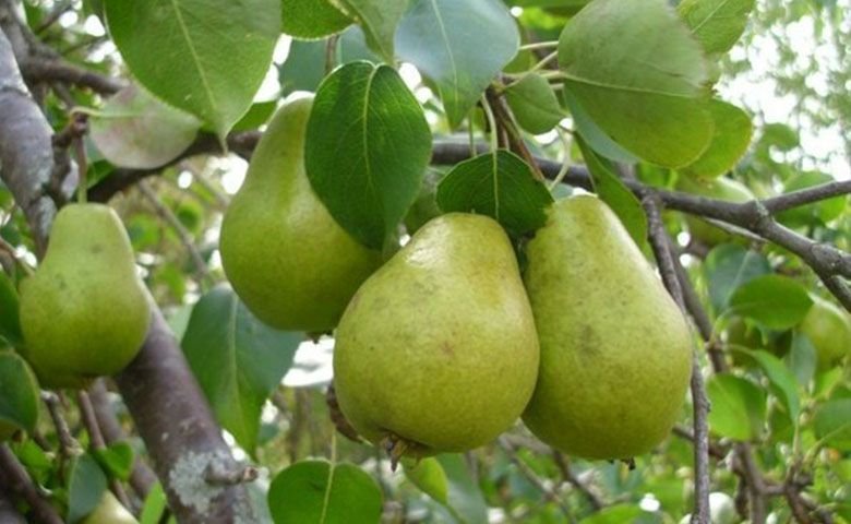میوه‌-های-تازه-باغ‌های-طامه.jpg