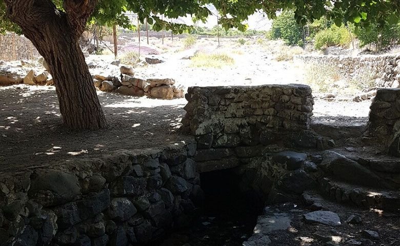 پوشش-گیاهی-و-جانوری-روستای-طامه.jpg