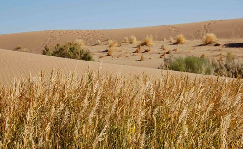 نیزار کویر مصر