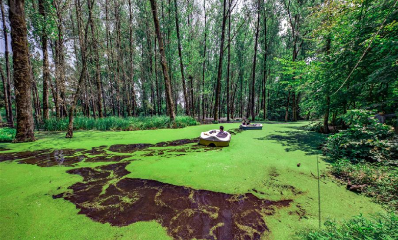 پارک جنگلی سراوان کجاست؟ همزمان غرق در آرامش و هیاهو!