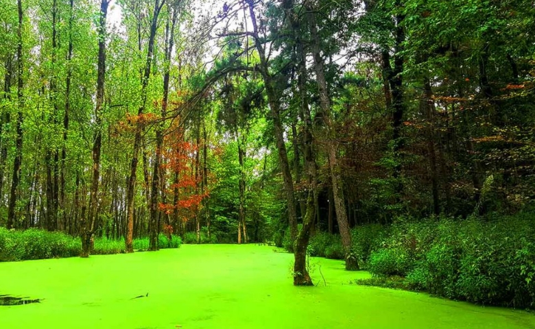 پارک جنگلی سراوان کجاست؟