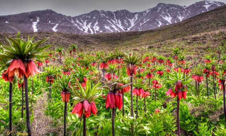 معرفی خوانسار ، شهری با عسل معروف و جاذبه‌های پنهان فراوان