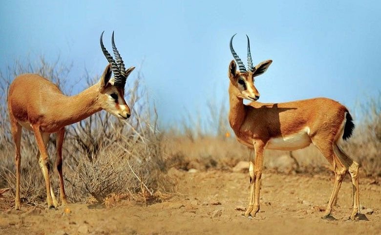 دشت آهوان هرمز