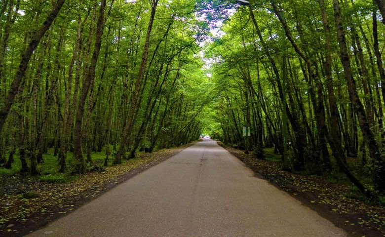 همه چیز درباره پارک جنگلی گیسوم تالش