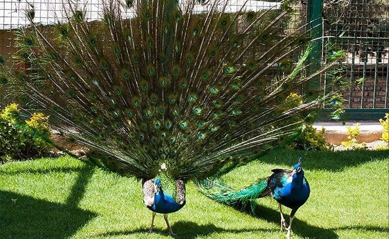 باغ پرندگان تهران + عکس و آدرس 