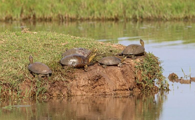 روستاهای اطراف زیباکنار