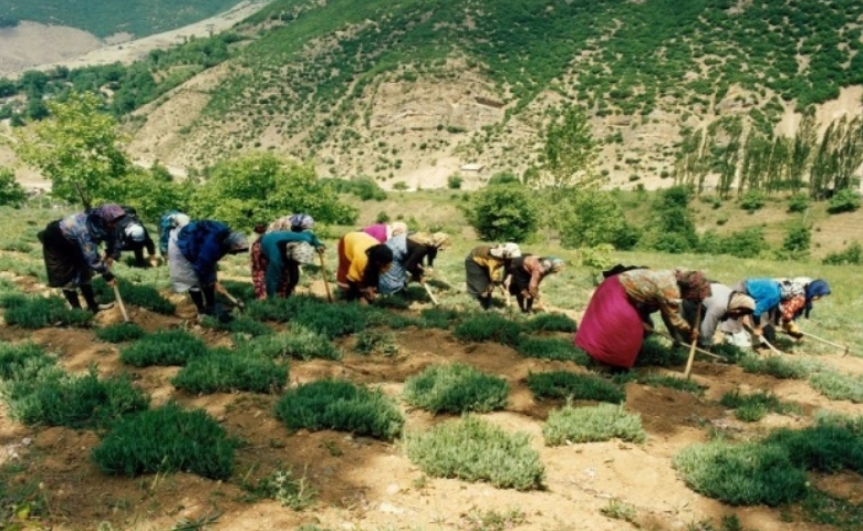 گیاهان دارویی کندلوس