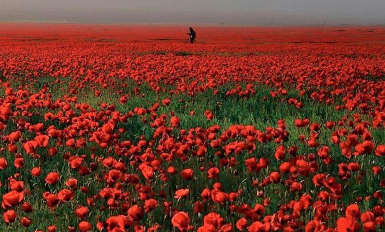 بهار کجا بریم ؟ از آسمان ابری شمال تا عطر شیراز و ساحل داغ کیش