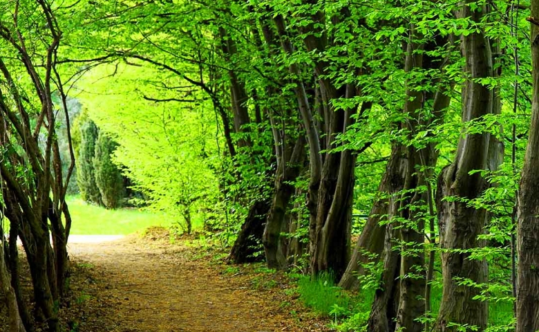 جنگل چهل چای مینودشت