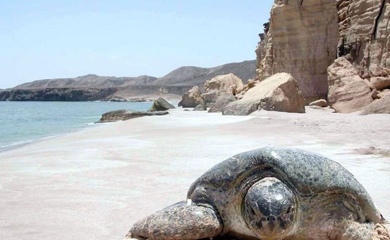 ساحل لاکپشت های هرمز