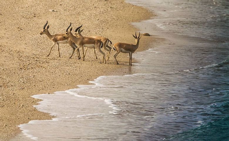 دشت آهوان هرمز