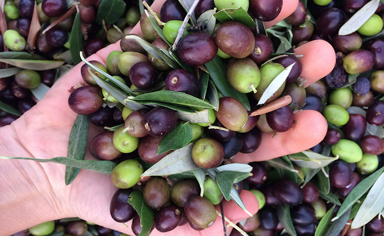 زیتون رودبار