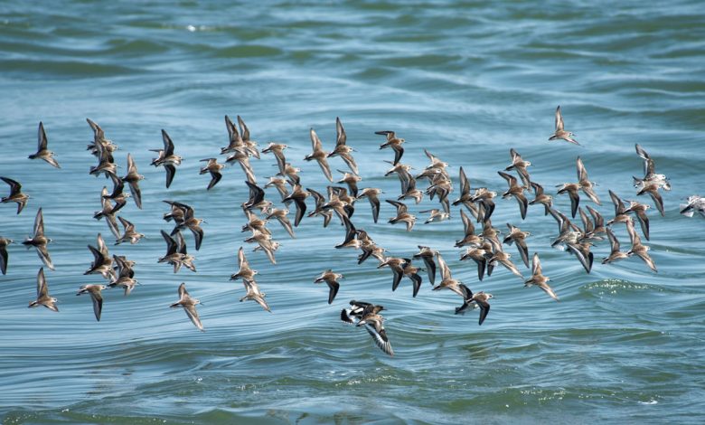 اقامتگاهی به پهنای ایران