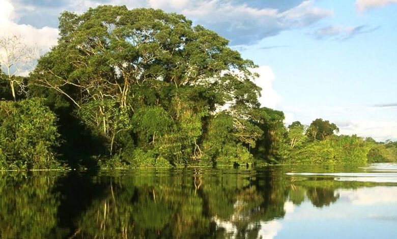 4 نکته ناگفته در مورد جنگل حرا ، این زیبای خفته میان آبها