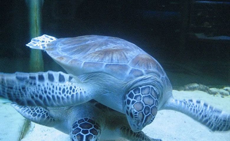 آکواریوم-پروانه-طلایی.jpg