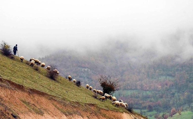 جنگل اُسکولک