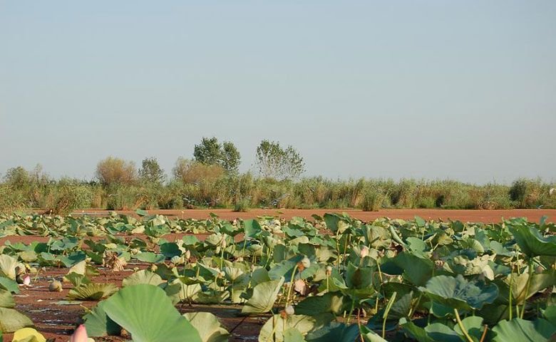 تالاب بین‌المللی انزلی