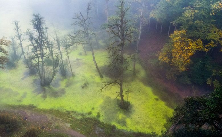 مرداب دیوک