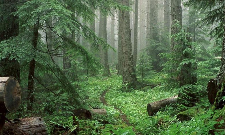 همه چیز درباره جنگل سیسنگان، جایی برای پیوند جنگل و دریای ابدی!