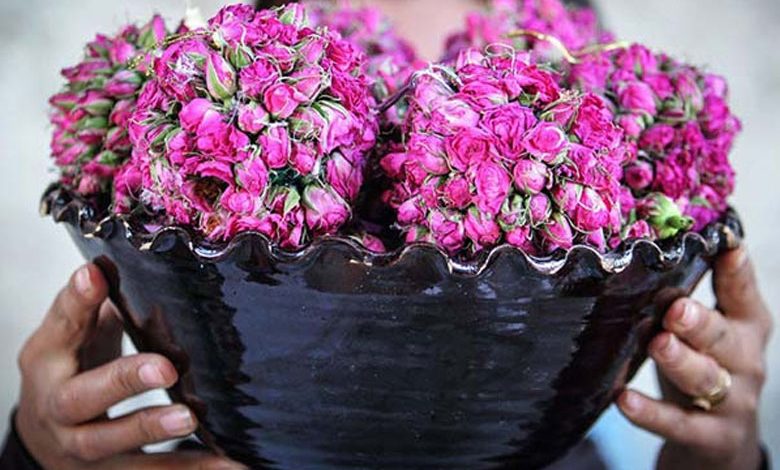 مراسم گلاب گیری کاشان کی برگزار می‌شود؟ + رسوم جالب گلاب گیری!