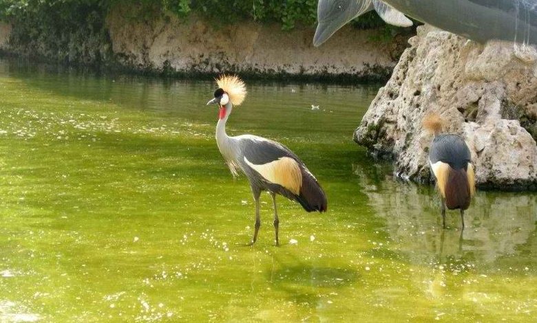 باغ پرندگان کرج کجاست؟ بهشت پرندگان نایاب و در حال انقراض!