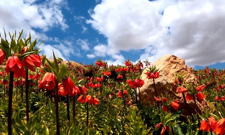 کوهرنگ کجاست؟ بهشت سفید ایران غرق لاله‌های اردیبهشتی!