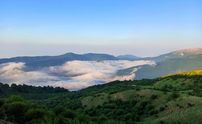 جنگل الیمستان