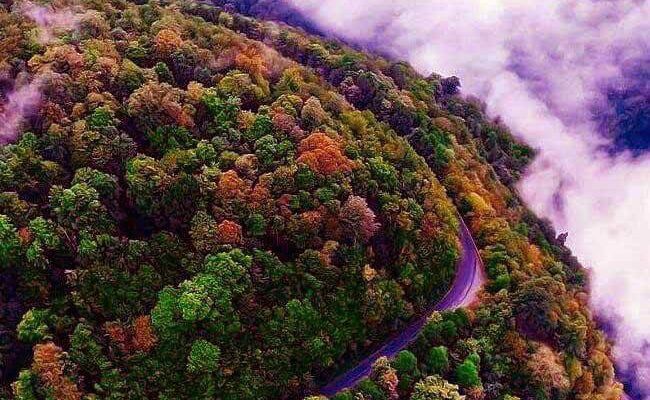 جنگل های هیرکانی: راهنمای سفر به یادگار دوران ماموت‌ها در ایران