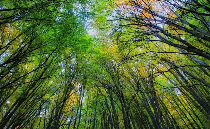 جنگل های هیرکانی: راهنمای سفر به یادگار دوران ماموت‌ها در ایران