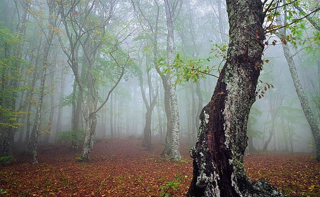 جنگل های هیرکانی: راهنمای سفر به یادگار دوران ماموت‌ها در ایران